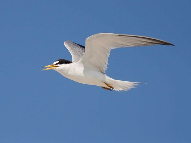 Least Tern