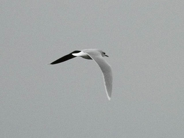 Little Gull