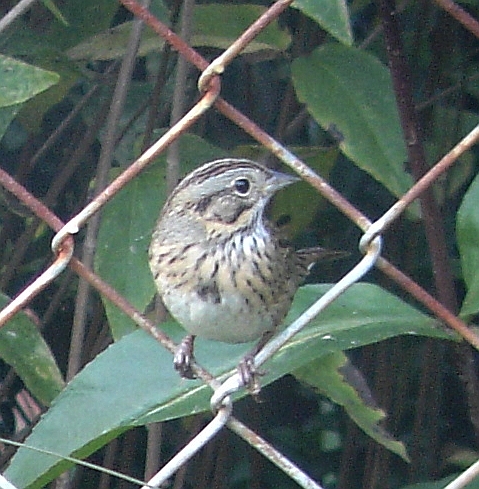 Lincoln's Sparrow