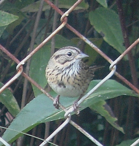 Lincoln's Sparrow