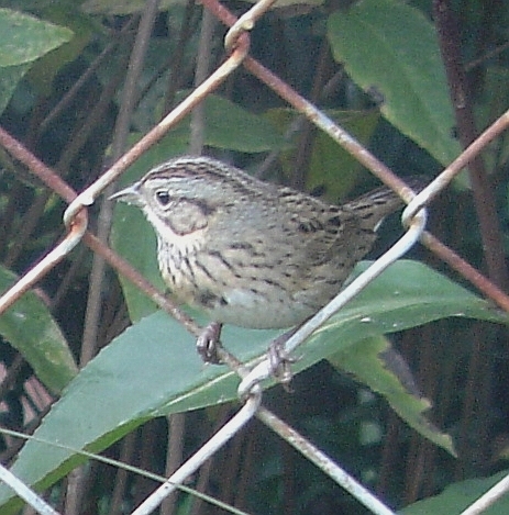 Lincoln's Sparrow