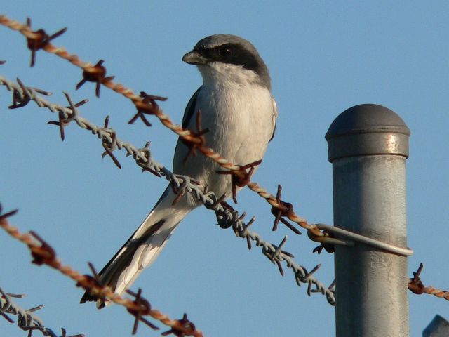 Loggerhead Shrike