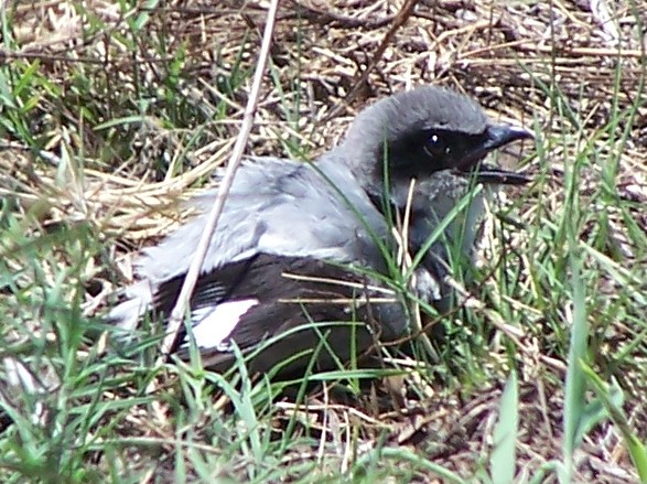 Loggerhead Shrike