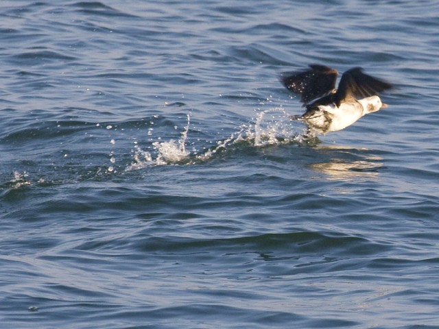 Long-tailed Ducks