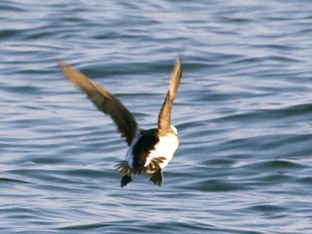 Long-tailed Ducks