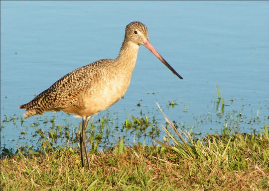 Marbled Godwits
