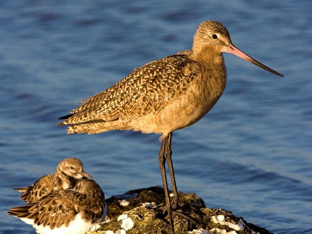 Marbled Godwit (with Ruddy Turnstones)
