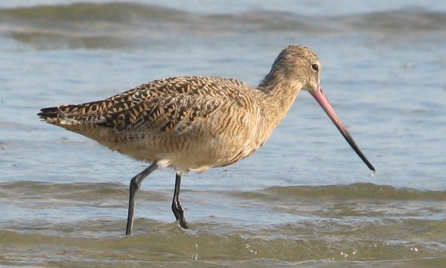 Marbled Godwit