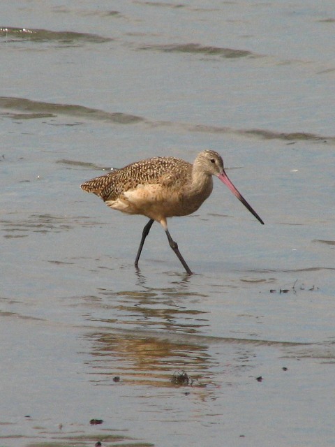 Marbled Godwit