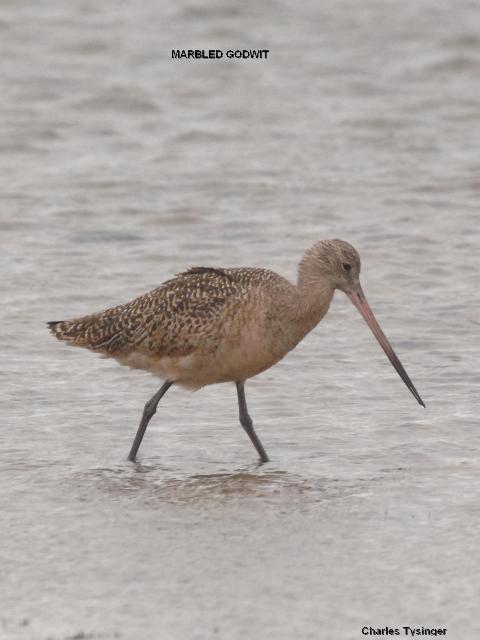 Marbled Godwit