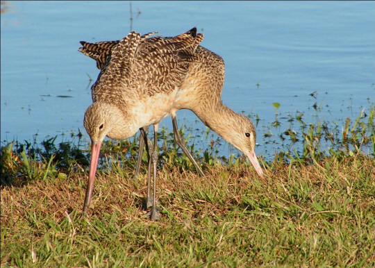 Marbled Godwits
