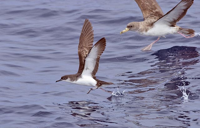 Manx Shearwater