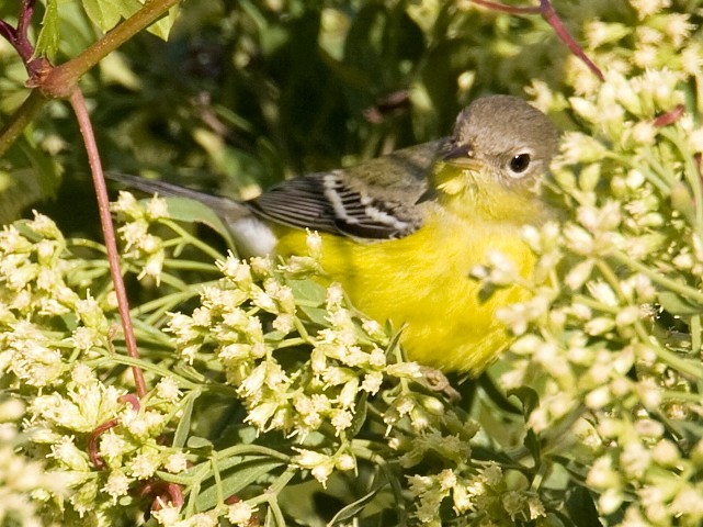Magnolia Warbler