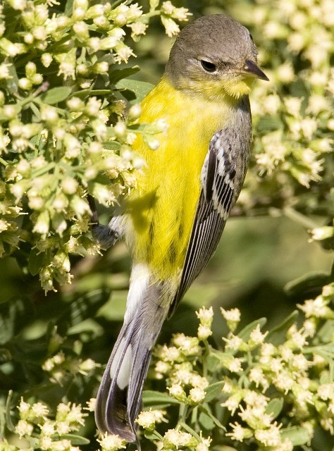 Magnolia Warbler