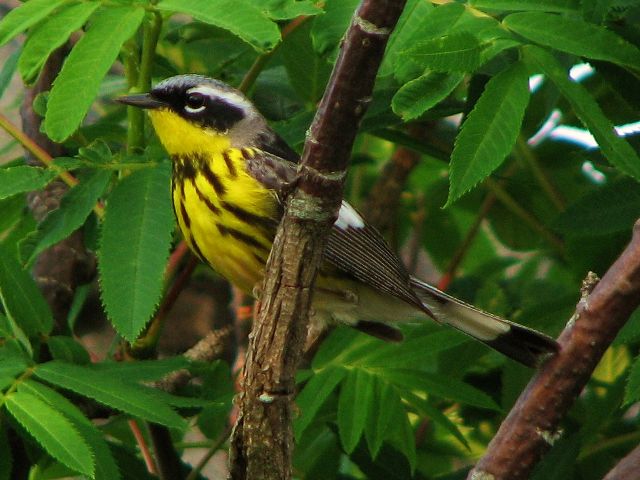 Magnolia Warbler