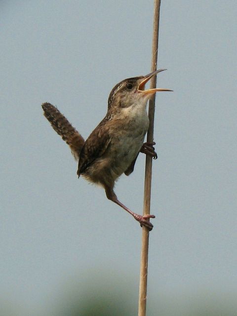 Marsh Wrens