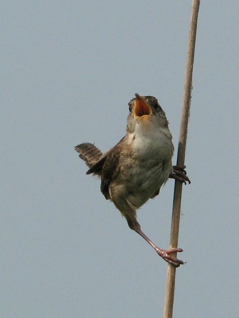 Marsh Wrens