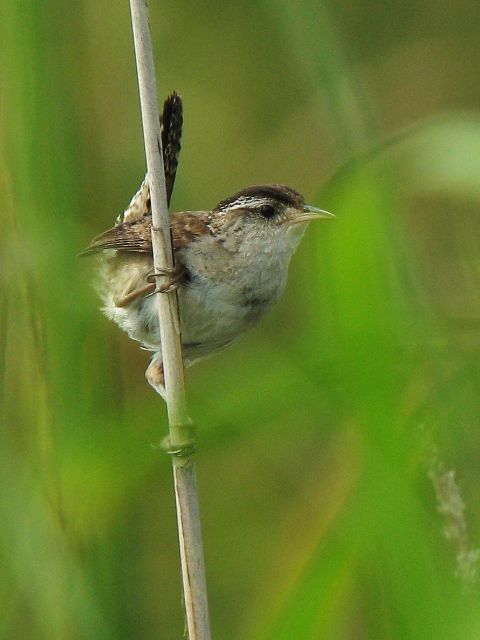 Marsh Wrens