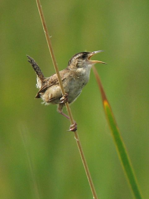 Marsh Wrens