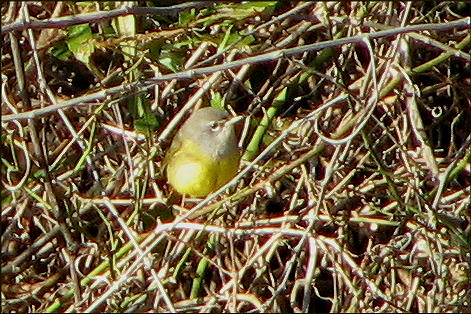 MacGillivray's Warbler