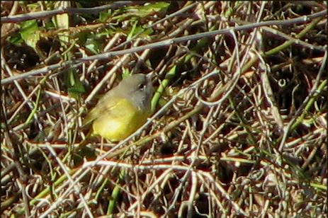 MacGillivray's Warbler