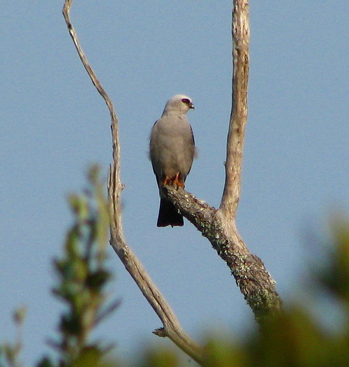 Mississippi Kite