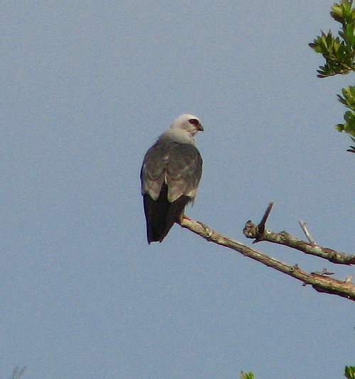 Mississippi Kite