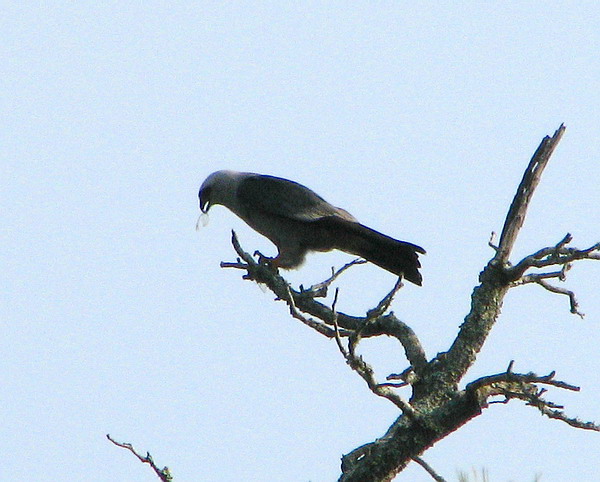 Mississippi Kite