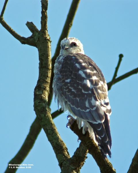 Mississippi Kite