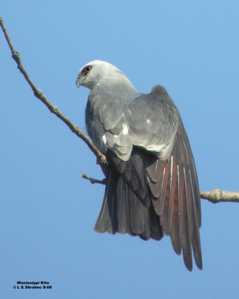 Mississippi Kite