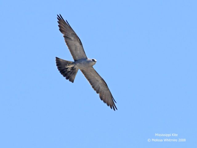 Mississippi Kite