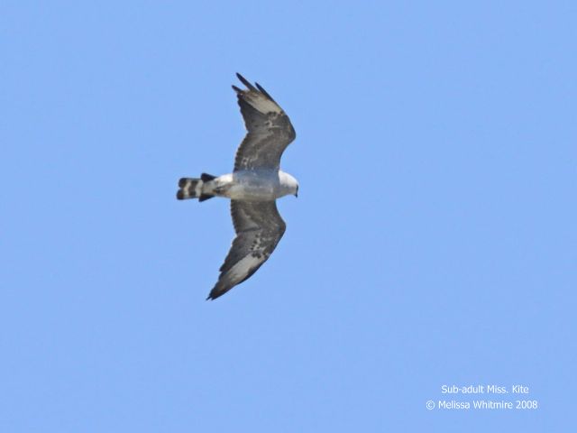 Mississippi Kite