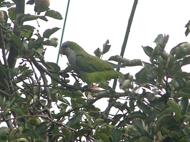 Monk Parakeet