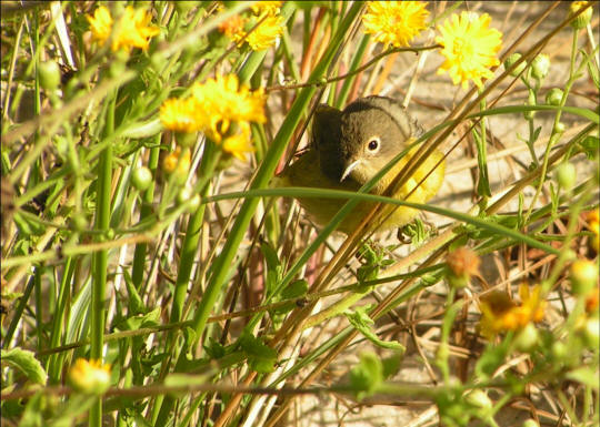 Nashville Warbler