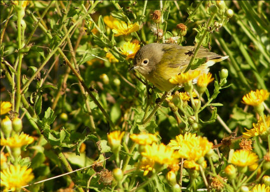 Nashville Warbler