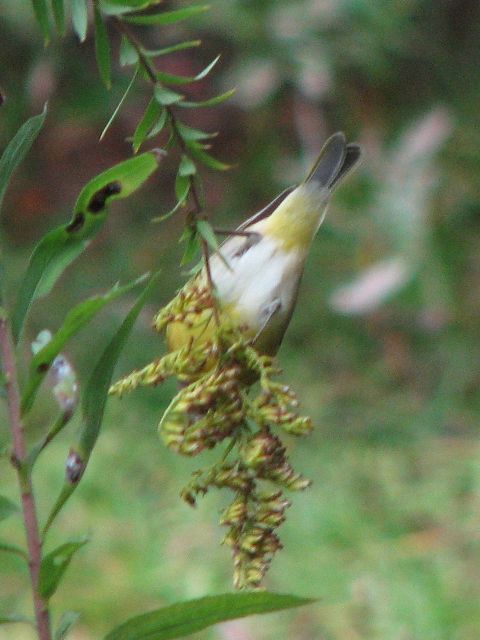 Nashville Warbler