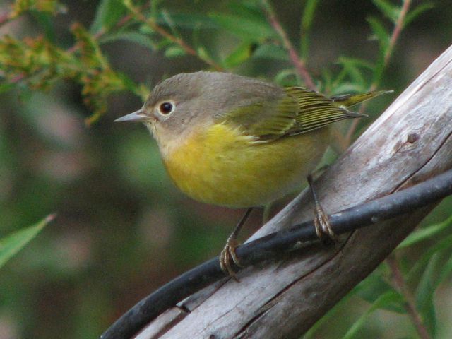 Nashville Warbler
