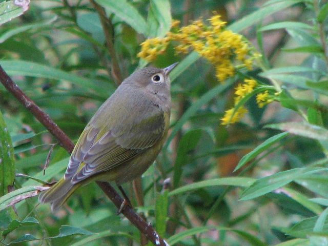 Nashville Warbler