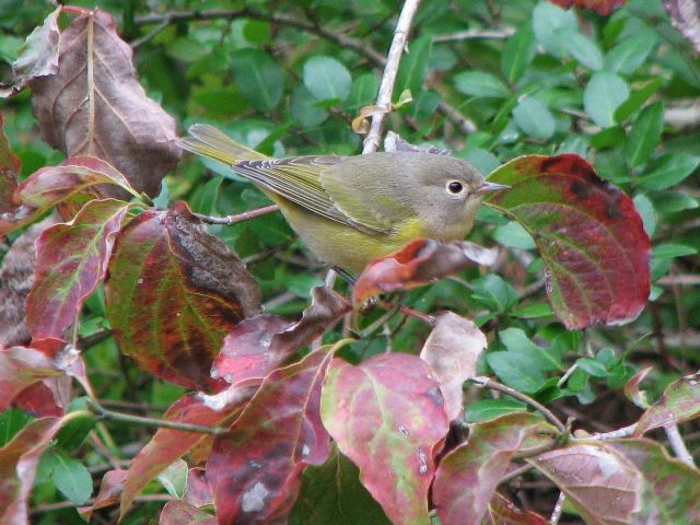 Nashville Warbler