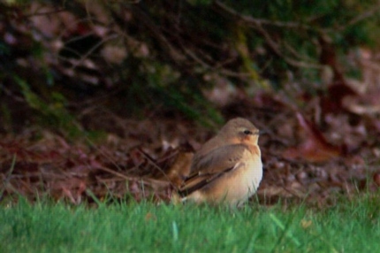 Northern Wheatear