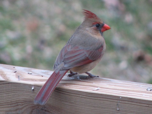 Northern Cardinals