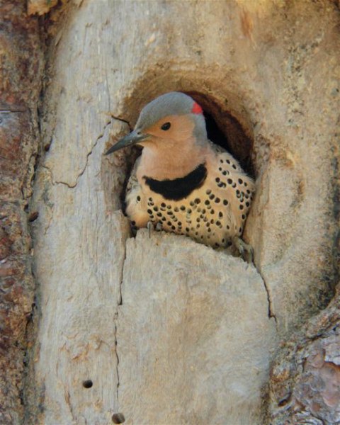Northern Flicker