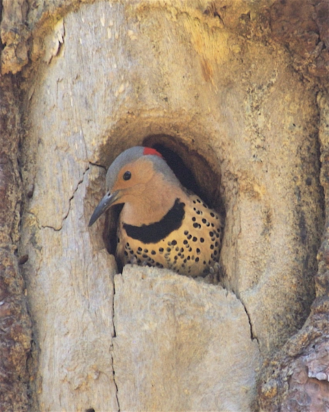Northern Flicker