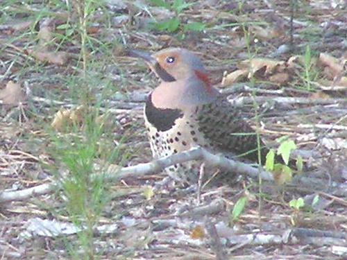 Red-headed Woodpecker, Northern Flicker, Indigo Bunting