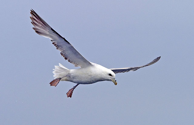 Northern Fulmar