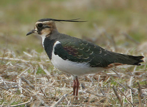 Northern Lapwing