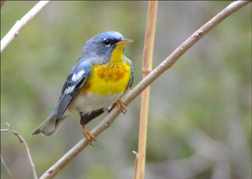 Northern Parula