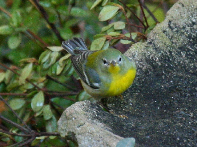 Northern Parula