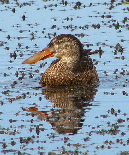 Northern Shovelers and Blue-winged Teal
