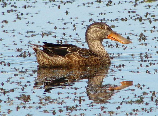 Northern Shovelers and Blue-winged Teal
